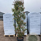 Photinia fraseri 'Red Robin' 200-250 cm 50L