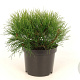 Pinus mugo pumilio 20-25 cm 2,0L