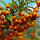 Pyracantha 'Orange Charmer' 100-125 cm 3,0L Gestokt