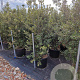 Quercus ilex 175-200 cm container meerstammig
