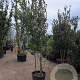 Quercus ilex 300-350 cm cont. 90L meerstammig