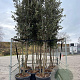 Quercus ilex 300-350 cm cont. 90L meerstammig