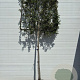 Quercus ilex 10-12 HO container leiboom