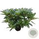 Rhododendron 'Anah Kruschke' 30-40 cm 5,0L struik