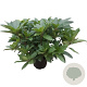 Rhododendron 'Anah Kruschke' 30-40 cm 5,0L struik