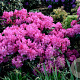 Rhododendron Anastasia 40-50 cm 10L