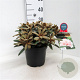 Rhododendron (Y) 'Edelweiss' 25-30 cm 5,0L