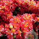 Rhododendron 'Golden Gate' 30-40 cm 5,0L struik