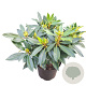 Rhododendron Kabarett 30-40 cm 5,0L struik