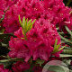 Rhododendron 'Nova Zembla' 70-80 cm container