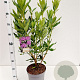 Rhododendron ponticum 40-50 cm 5,0L