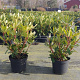Rhododendron ponticum 40-50 cm 5,0L