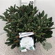 Rhododendron (Y) 'Porzellan' 40-50 cm 10L
