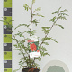 Sorbus aucuparia 40-60 cm 3,0L