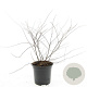 Spiraea cinerea 'Grefsheim' GM C1.3