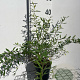 Spiraea cinerea 'Grefsheim' GM C1.3