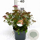 Spiraea jap. 'Anthony Waterer' 30-40 cm 3,0L