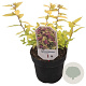 Spiraea jap. 'Firelight' 25-30 cm 3,5L