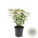 Spiraea jap. 'Genpei' GM C1.3