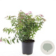 Spiraea jap. 'Genpei' GM C1.3