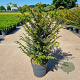 Taxus baccata 60-80 cm 10L
