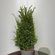 Taxus baccata 60-80 cm 10L