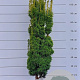Taxus b. 'David' 90-100 cm met kluit