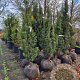 Taxus b. 'Fastigiata' 100-120 cm met kluit