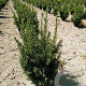 Taxus media 'Hillii' 40-50 cm met kluit