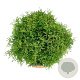 Thuja occ. Fire Chief 40-50 cm 6L