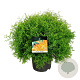 Thuja occ. Fire Chief 40-50 cm 6L