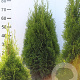 Thuja occ. 'Smaragd' 60-80 cm met kluit