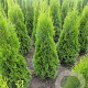 Thuja occ. 'Smaragd' 60-80 cm met kluit