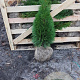 Thuja occ. 'Smaragd' 60-80 cm met kluit