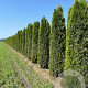 Thuja occ. 'Smaragd' 250-275 cm draadkluit