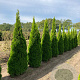 Thuja occ. 'Smaragd' 275-300 cm draadkluit