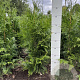 Thuja pl. 'Excelsa' 60-80 cm met kluit