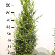 Thuja pl. 'Martin' 80-100 cm met kluit