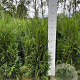 Thuja pl. 'Martin' 80-100 cm met kluit