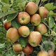 Malus domestica 'Schone van Boskoop' 40-50 HO draadkluit