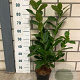 Prunus I. 'Rotundifolia' 40-60 cm 3,0L