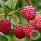 Rubus idaeus 'Willamette' C1.5 wortelecht