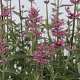 Agastache 'Rosie Posie' GM P9