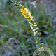 Agrimonia eupatoria GM P9