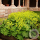 Alchemilla mollis 'Auslese' GM P9