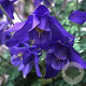 Aquilegia alpina 'Navy Blue' GM P9