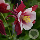 Aquilegia Earlybird Red White GM P9