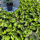 Brunnera macrophylla GM 2,0L