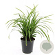 Carex morrowii 'Irish Green' GM C1.3