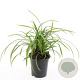 Carex morrowii 'Irish Green' GM C1.3